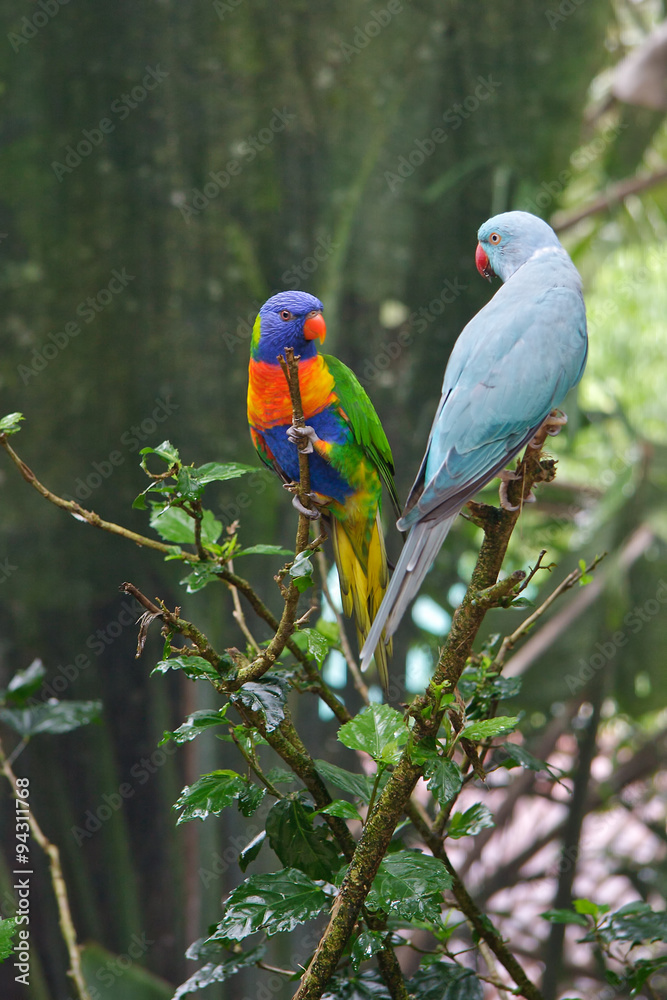 Colourful parrots in a tree