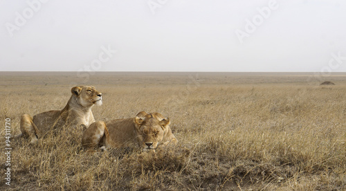 Lions laying in the Serengeti. 