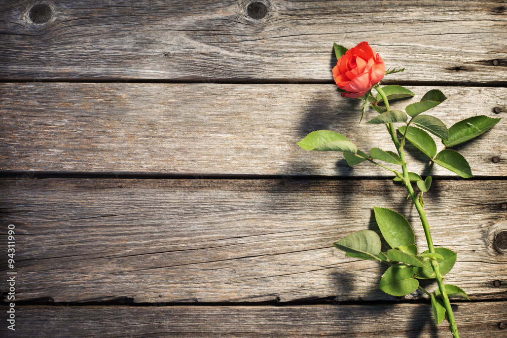 rose on wooden board