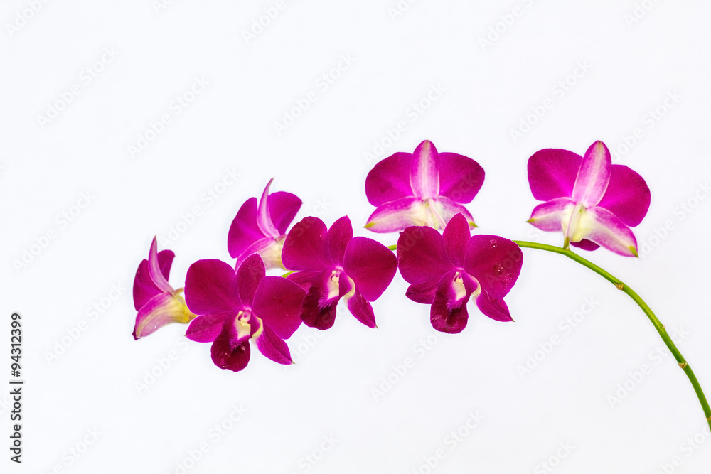 phalaenopsis orchid phalaenopsis orchid