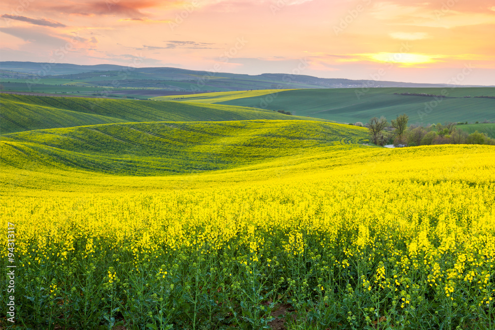 Spring fresh landscape of colorful fields, sunrise sky and