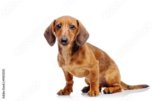 Dachshund isolated on white