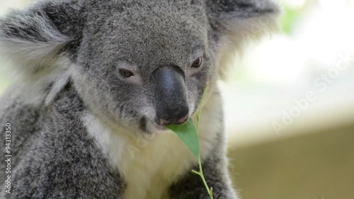 Koala sit on a branch