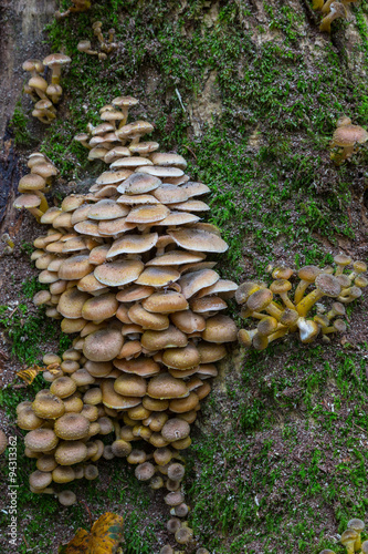 Bunch of autumnal Honey Fungus