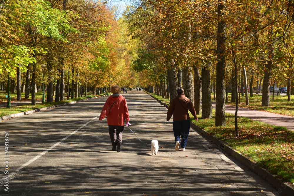 paseando un perro por un parque en otoño