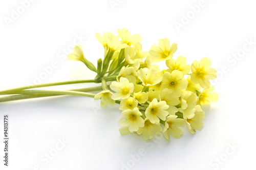 Common cowslip flowers on white background