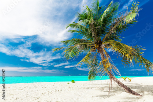 Fototapeta Naklejka Na Ścianę i Meble -  Single vibrant coconut palm tree on a white tropical beach, Mald