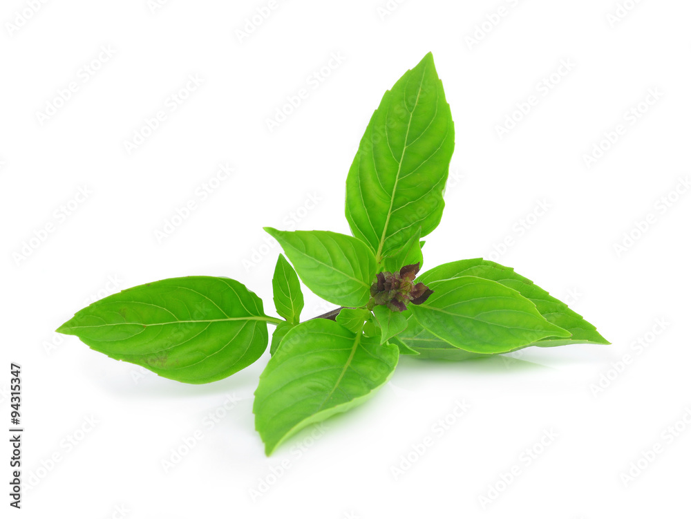 Sweet Basil isolated on white background.