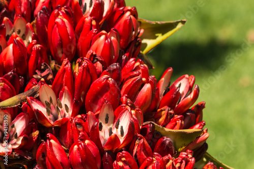 Fototapeta Naklejka Na Ścianę i Meble -  closeup of red New Zealand flax flowers