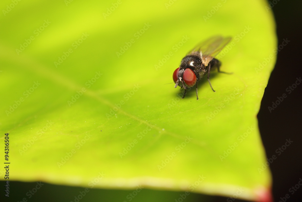 Fly insect Fly insect