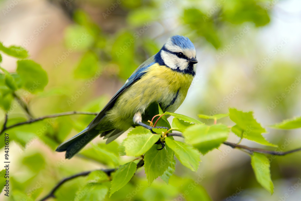 Fototapeta premium Blue tit bird, Cyanistes caeruleus, blue tit common bird in summer, a lovely blue tit with a yellow chest and a blue tuft, wildlife, common in Europe, Western Asia and Northwest Africa.