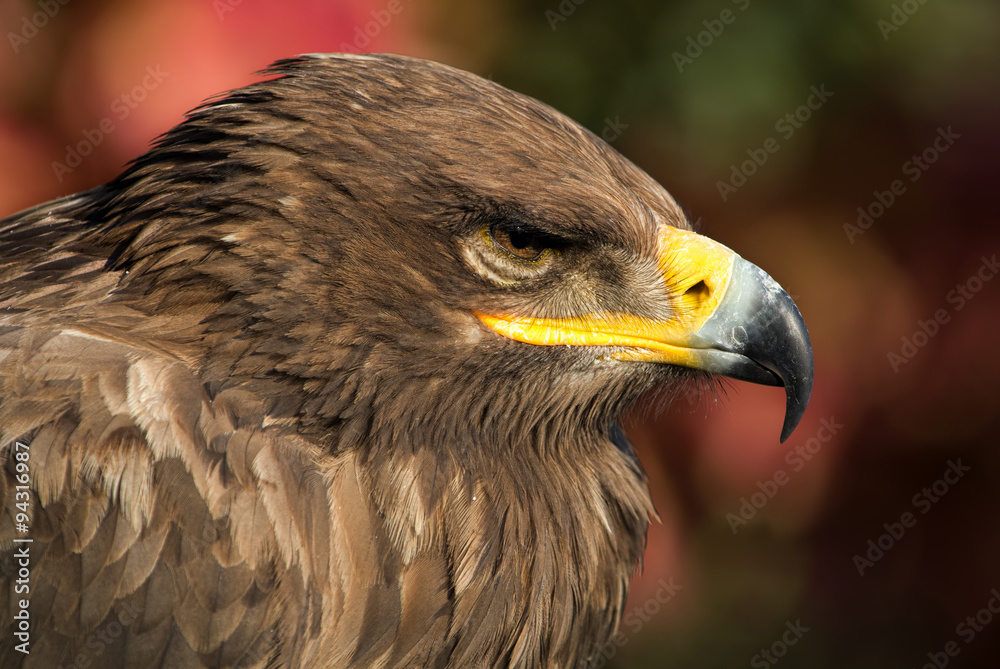 Fototapeta premium Steppenadler