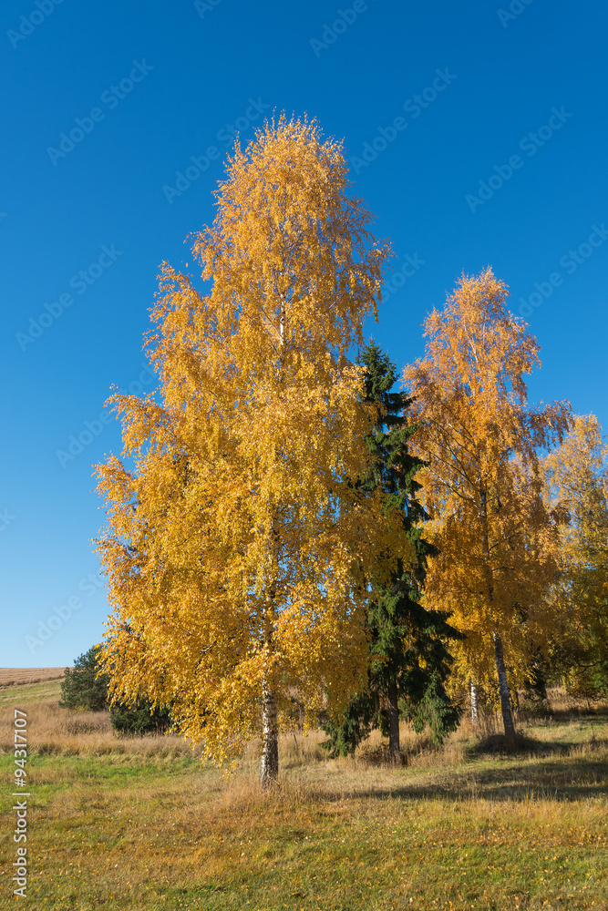 Naklejka premium Jesień w brzozach.