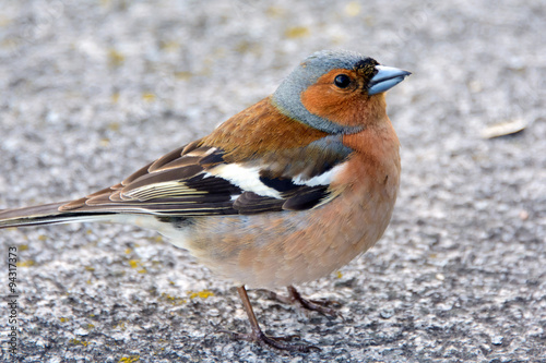 Chaffinch bird, Fringílla coélebs, songbird of the family of finches, a migratory bird close, distributed in Europe, Western Asia and North Africa, settles in the East, wild nature.