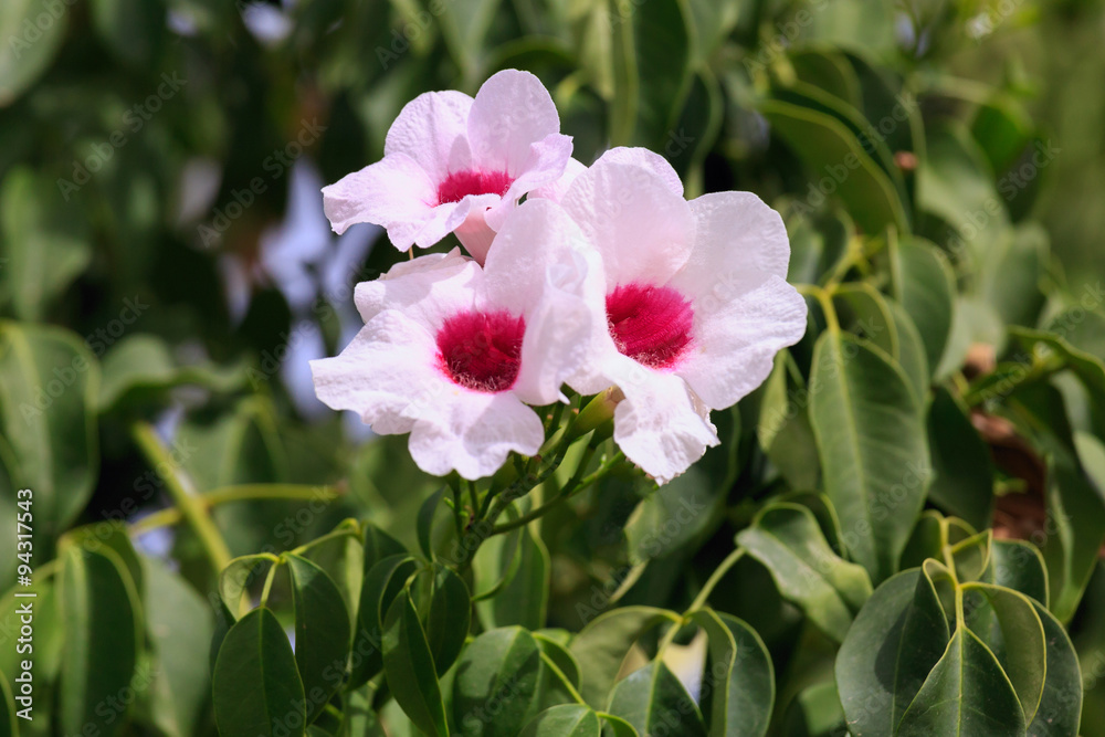 Fototapeta premium Three white flowers with pink center