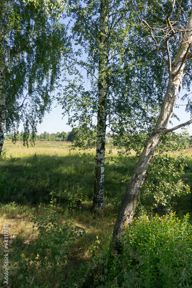 Green Forest Green Forest