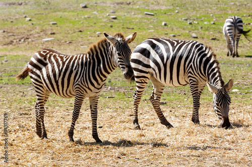 Zebras family