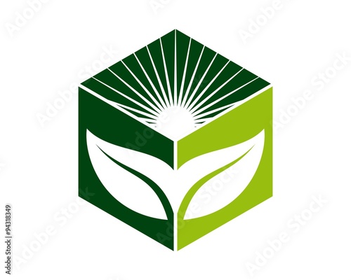 box leafs