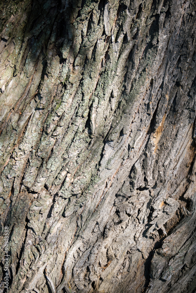 Tree Bark Macro Tree Bark Macro