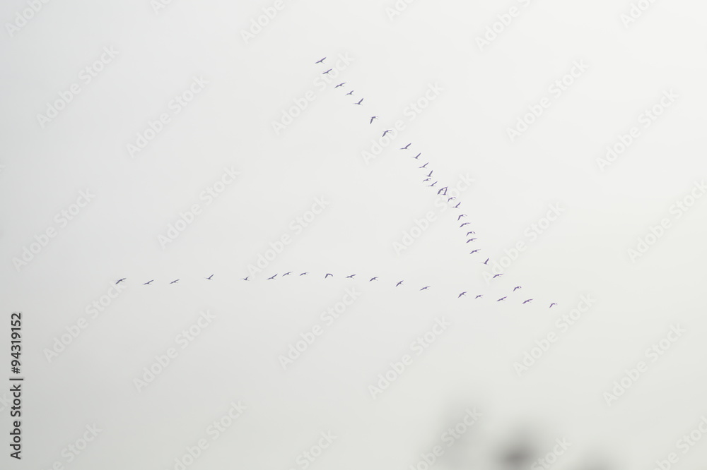 Zugvögel Zugvögel