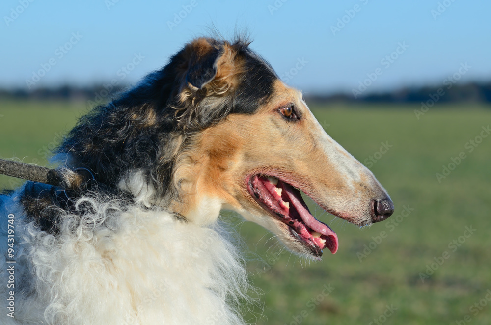 Russian wolfhounds Russian wolfhounds