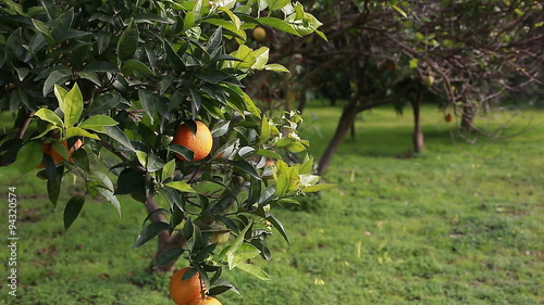 Oranges in the orange grove 