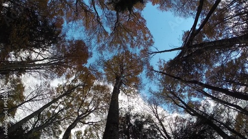 Wind blows in a hardwood forest on autumn season photo