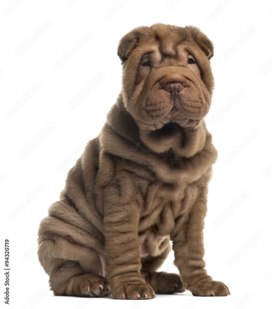 Sharpei sitting in front of a white background Sharpei sitting in front of a white background