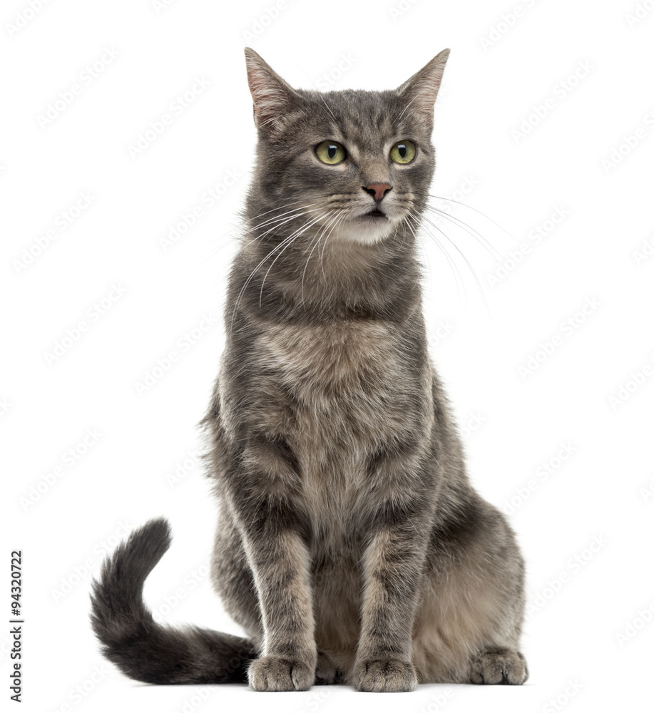 Cat sitting in front of a white background