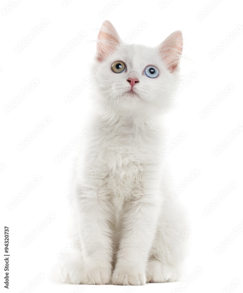 White kitten sitting in front of a white background