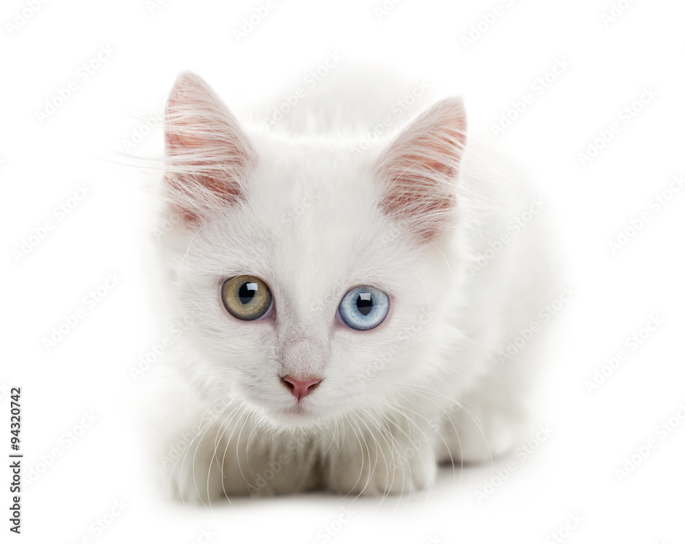 White kitten lying in front of a white background