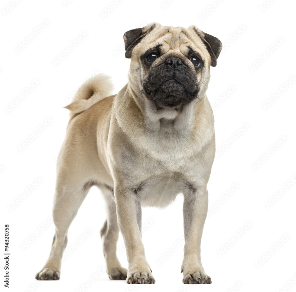 Pug standing in front of a white background