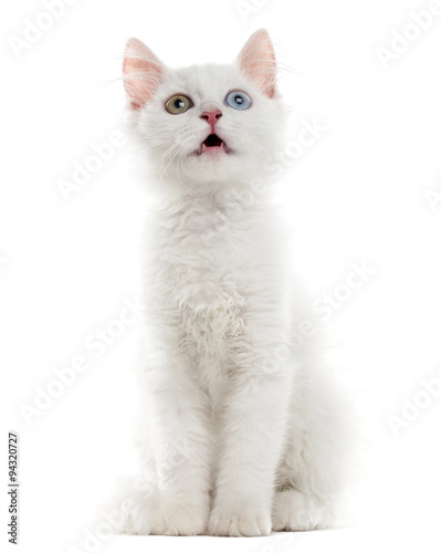 White kitten sitting in front of a white background