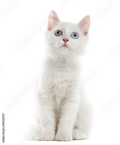 White kitten sitting in front of a white background © Eric Isselée