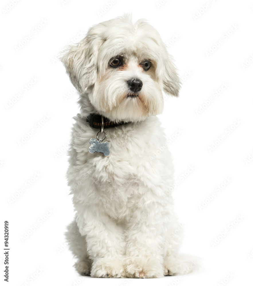 Maltese sitting in front of a white background