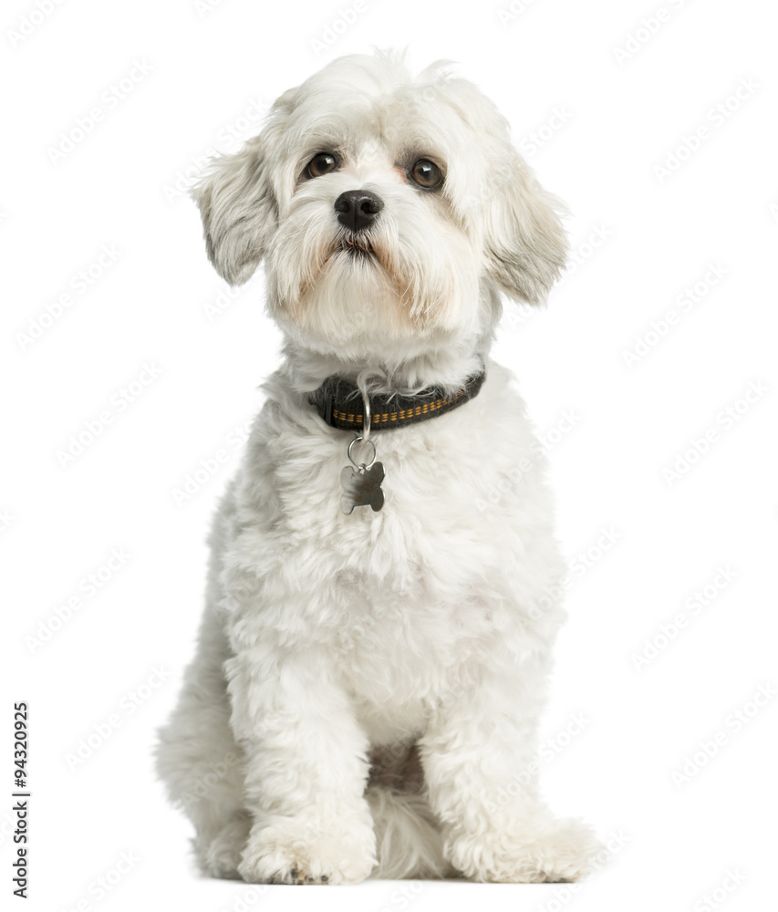 Maltese sitting in front of a white background