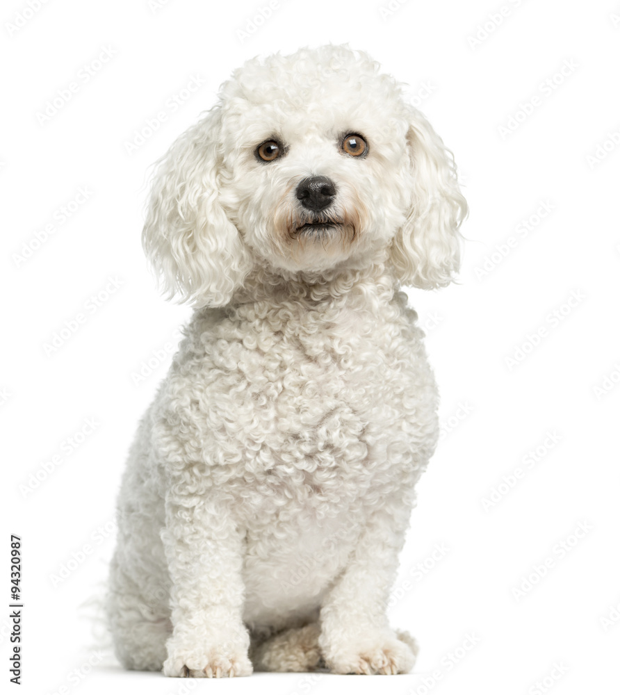 Maltese sitting in front of a white background Maltese sitting in front of a white background