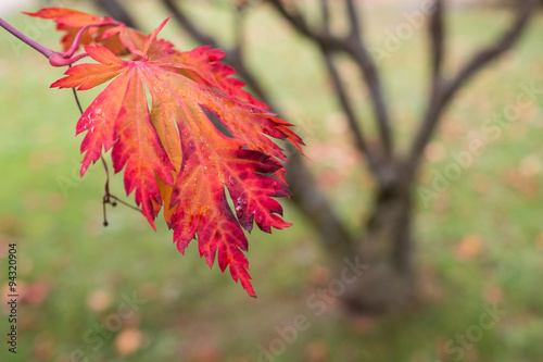 Rotes Blatt eines Ahornbaum  Acer palmatum 