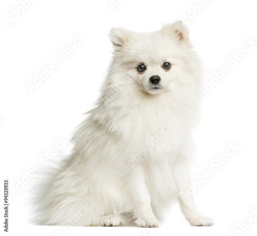 Spitz sitting in front of a white background