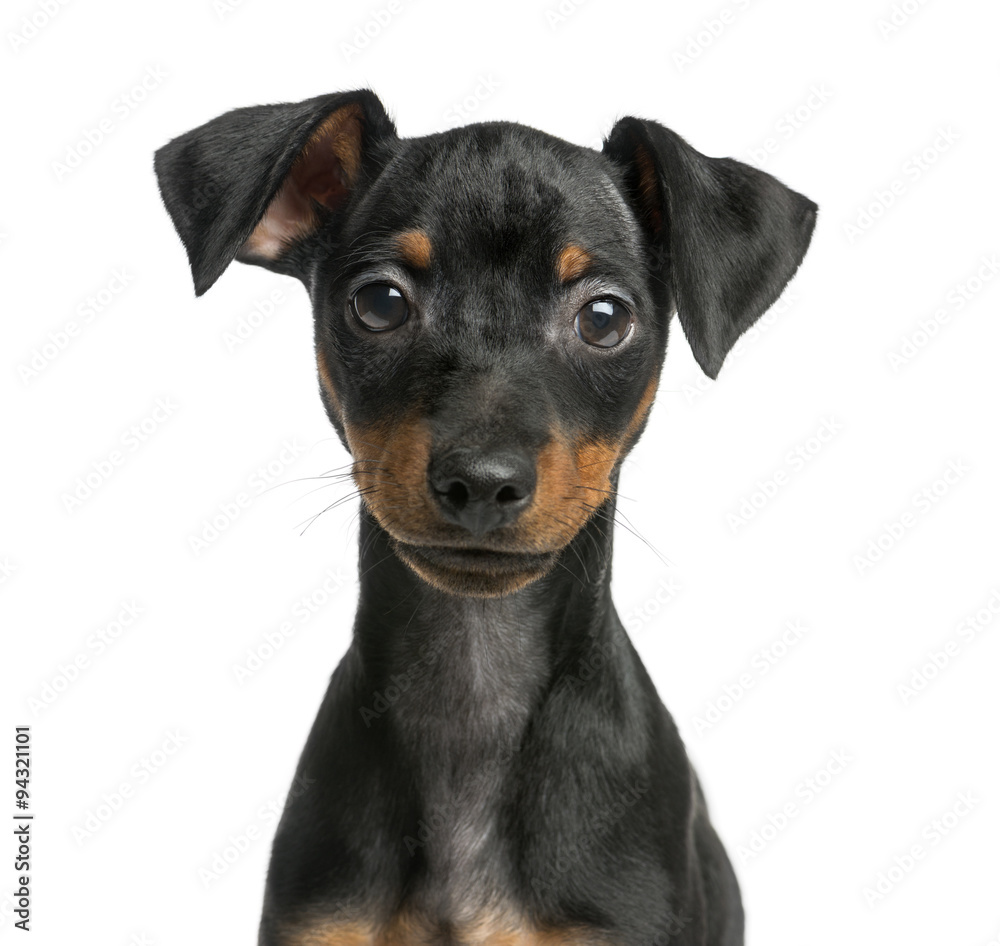 Close-up of a Pinscher in front of a white background