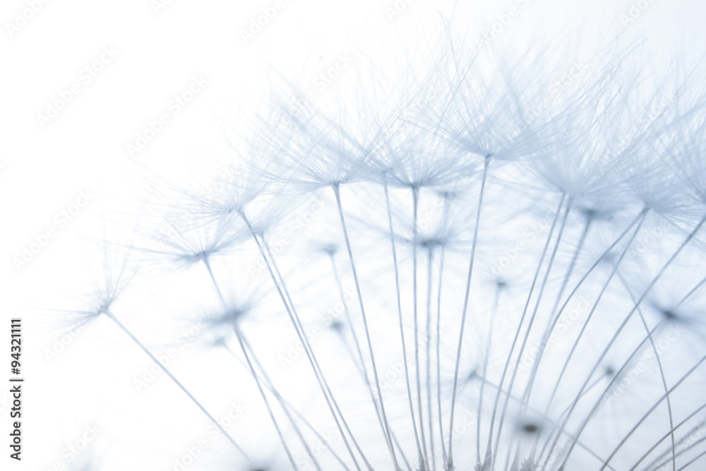 Fototapeta premium macro of an overblown fluffy dandelion