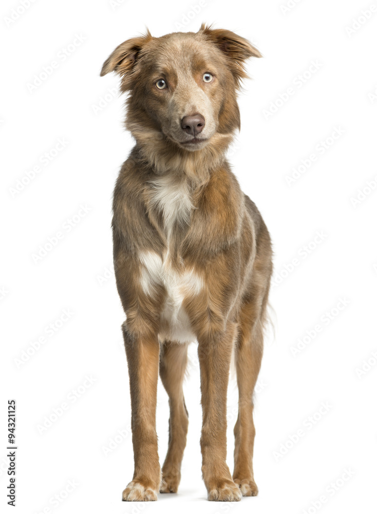 Australian Shepherd standing in front of a white background