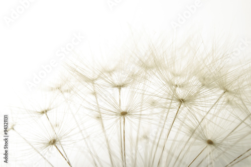 Fototapeta Naklejka Na Ścianę i Meble -  macro of an overblown fluffy dandelion