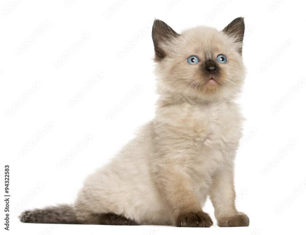 Kitten in front of white background