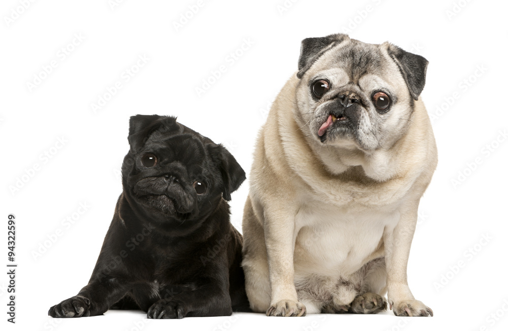 Two funny Pugs in front of white background
