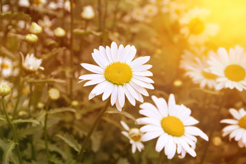 Papier peint photo Marguerites Marguerites estivales en pleine floraison  © just_hope