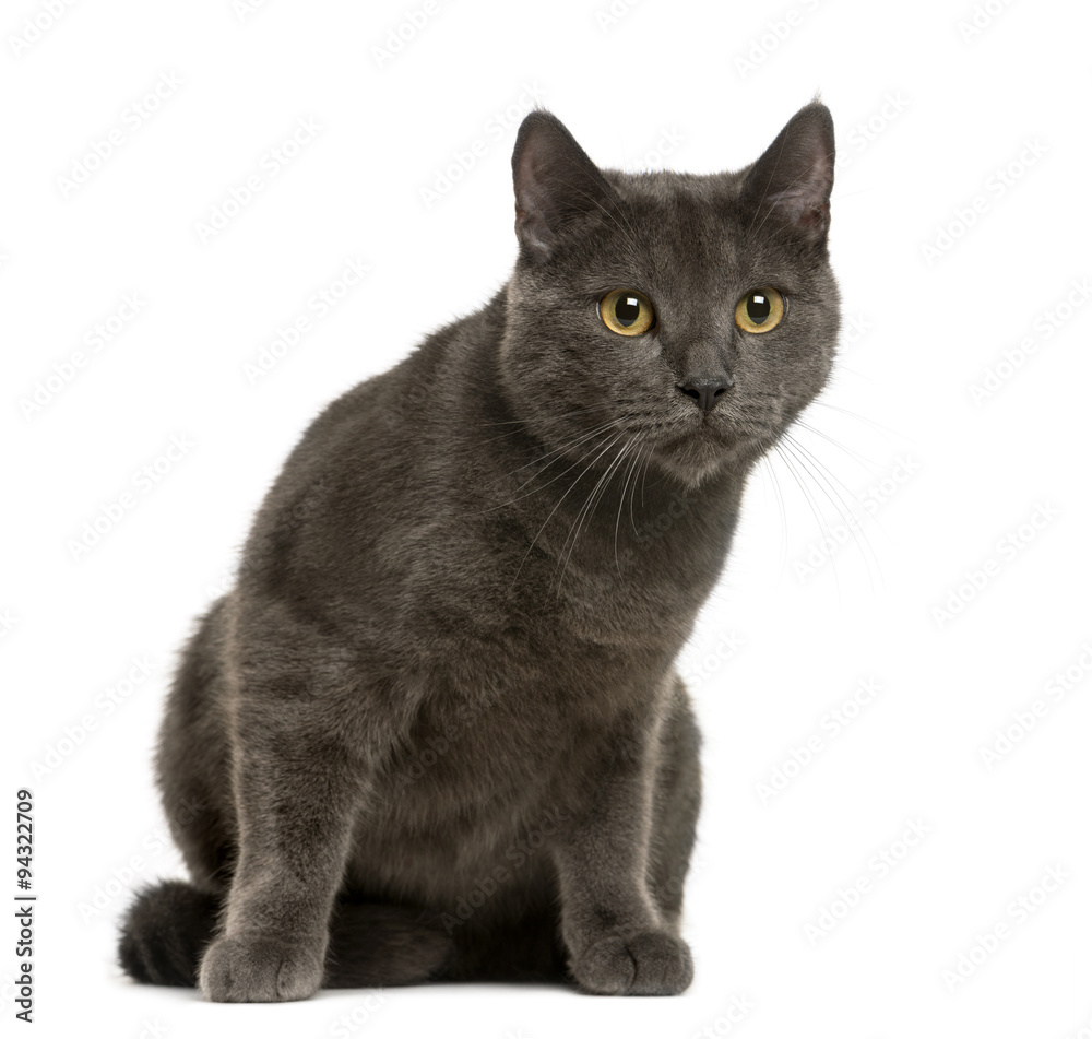 Chartreux in front of white background