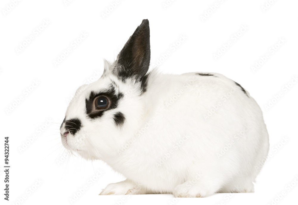 Rabbit in front of white background Rabbit in front of white background