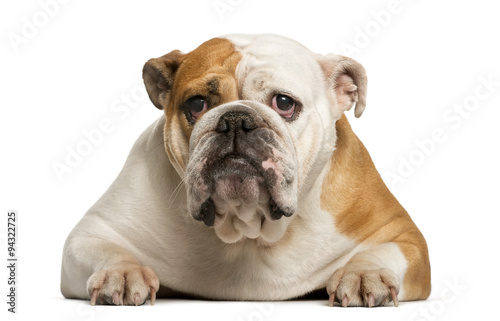 English Bulldog lying in front of white background