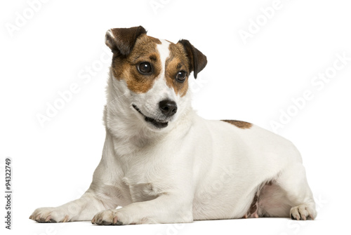 Fototapeta Naklejka Na Ścianę i Meble -  Jack Russell Terrier in front of white background